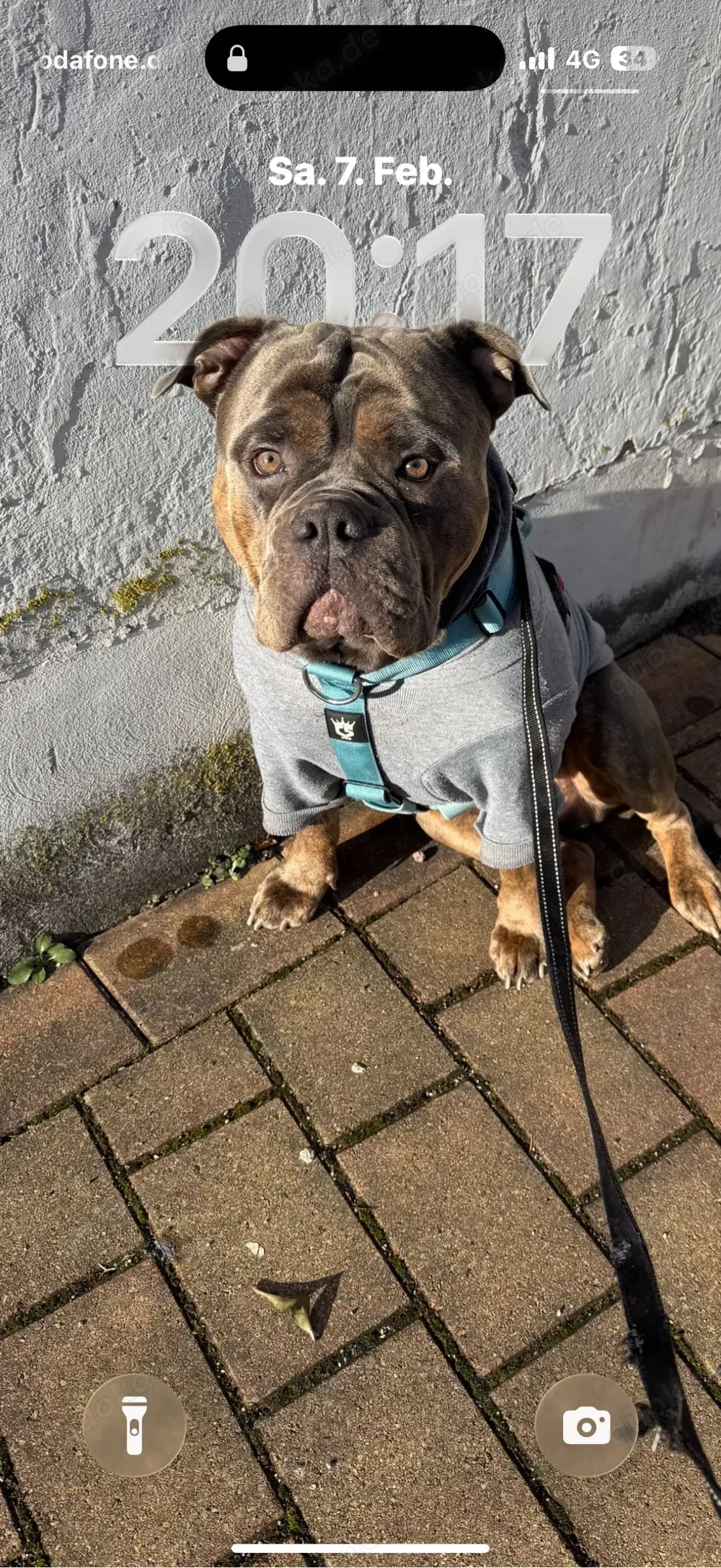 Deckrüde Roccia Old English Bulldog
