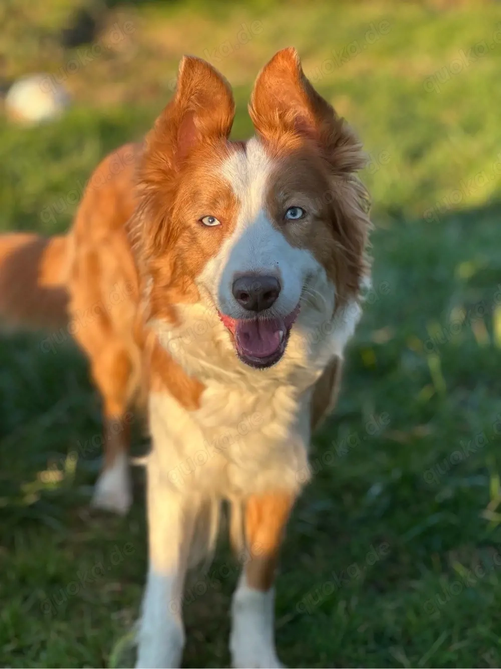Die welpen sind da  - Reinrassige gesunde Border Collie welpen