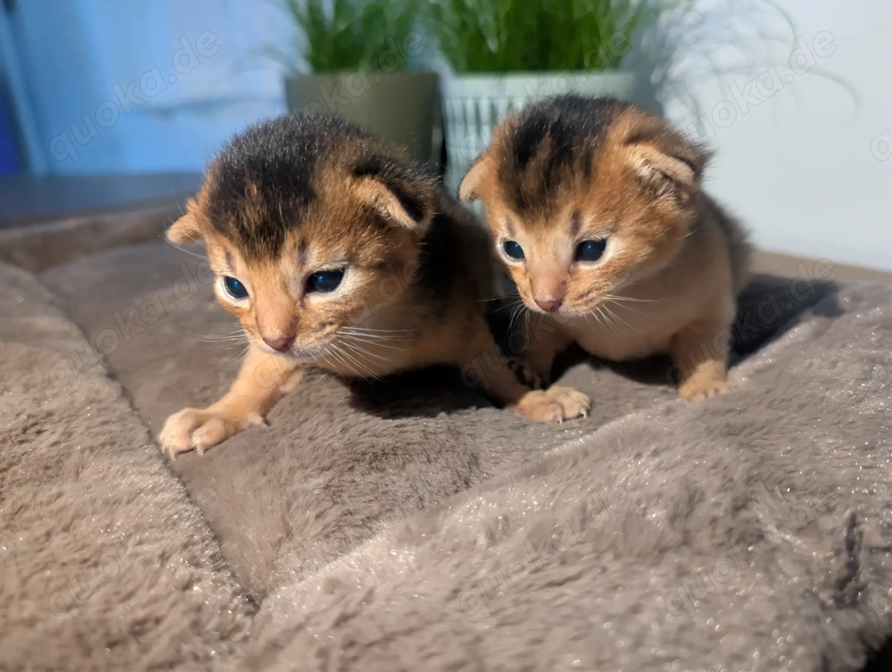  3 Abessinier Kitten Ruddy (Wildfarben) mit Stammbaum - Kitten