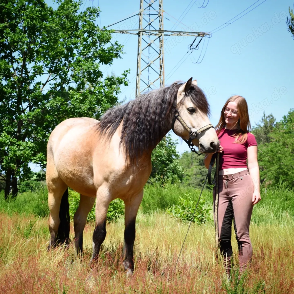 Connemarapony Gartan sucht Reitbeteiligung