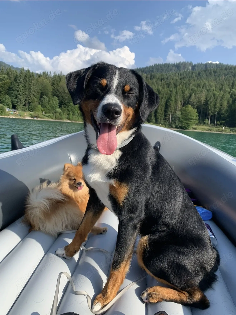 Appenzeller Sennenhund sucht liebevolles, erfahrenes Zuhause