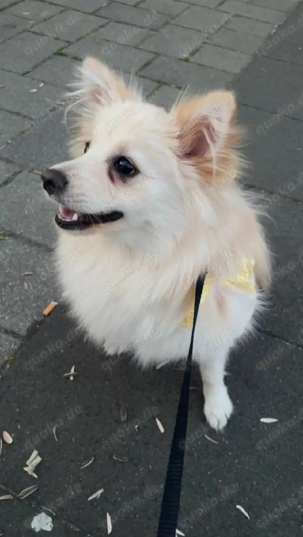 Ally klein ca. 9kg, sucht passende Menschen