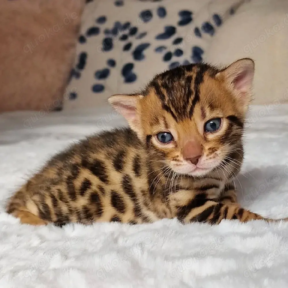 süße und liebenswerte Bengalkätzchen suchen ein neues Zuhause