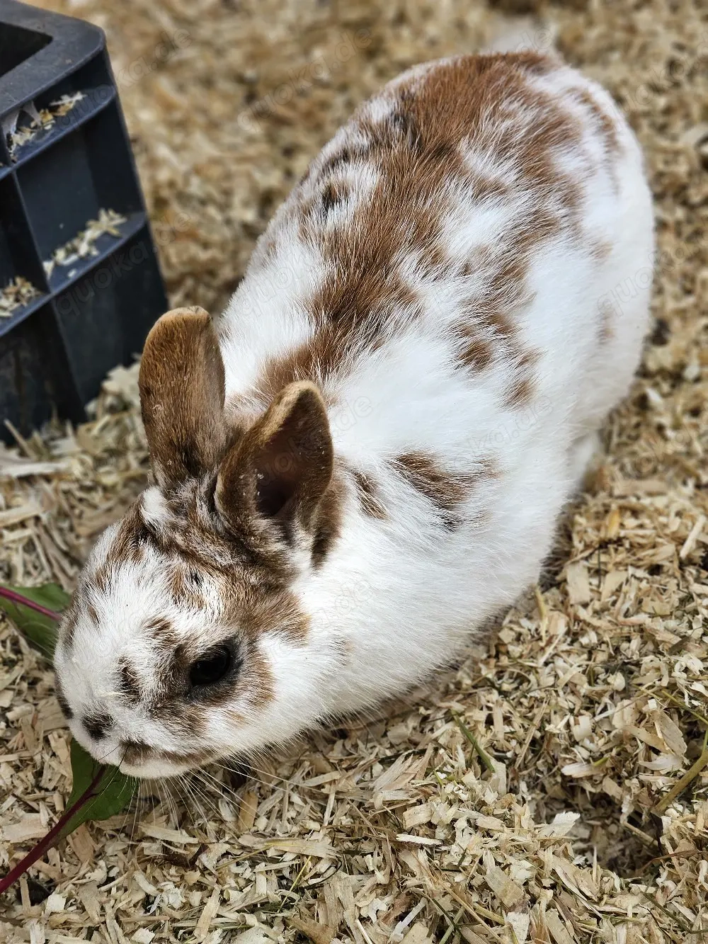 Süßer Farbzwerg  Toffee  sucht sein Zuhause
