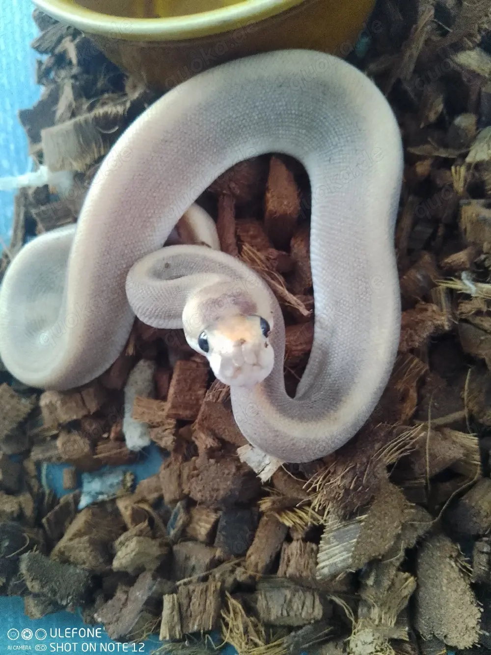 Cinnamon Ghost Champagne 1.0 zu Verkaufen 