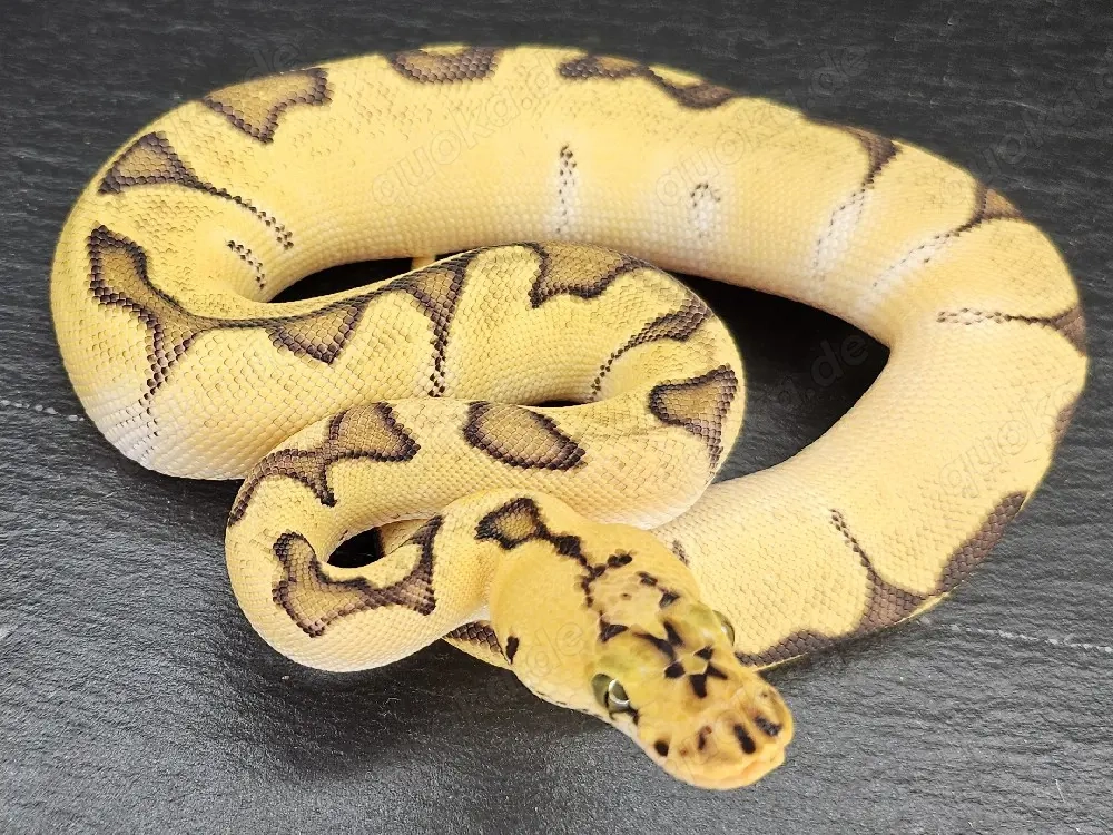0.1 Super Orange Dream Enchi Pastel Clown 
