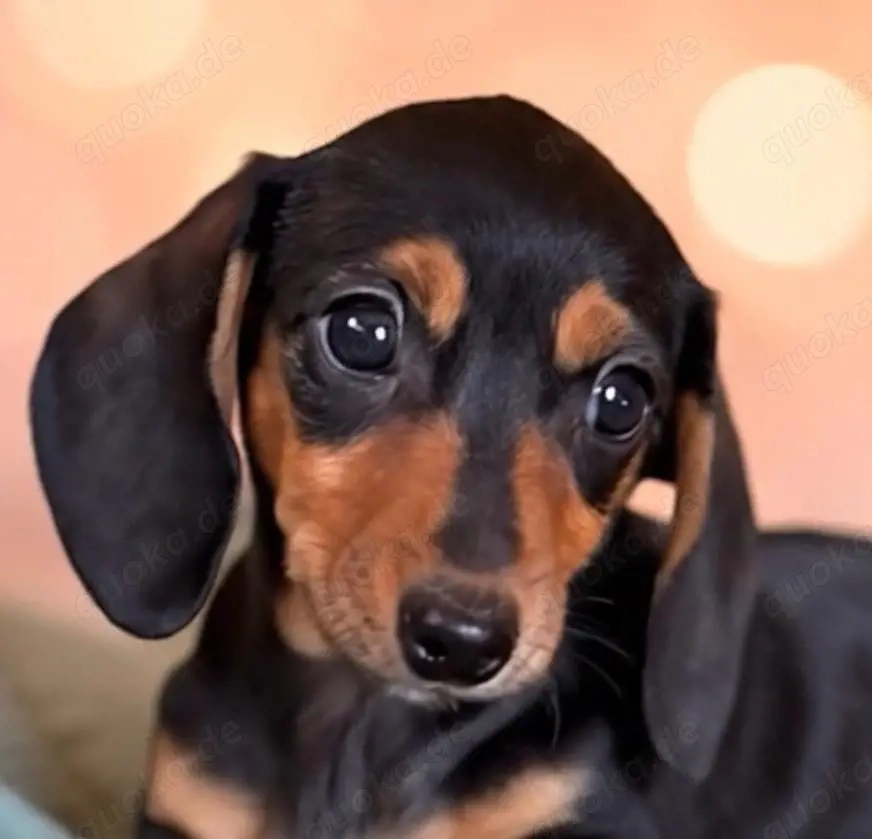 klitzekleine Zwergdackel Hündin Kurzhaar