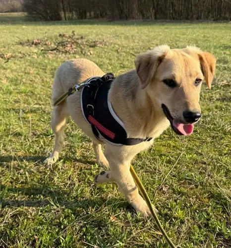 Bonny, geb. ca. 10 2025, lebt in bosnischem Tierheim und sucht ein Zuhause