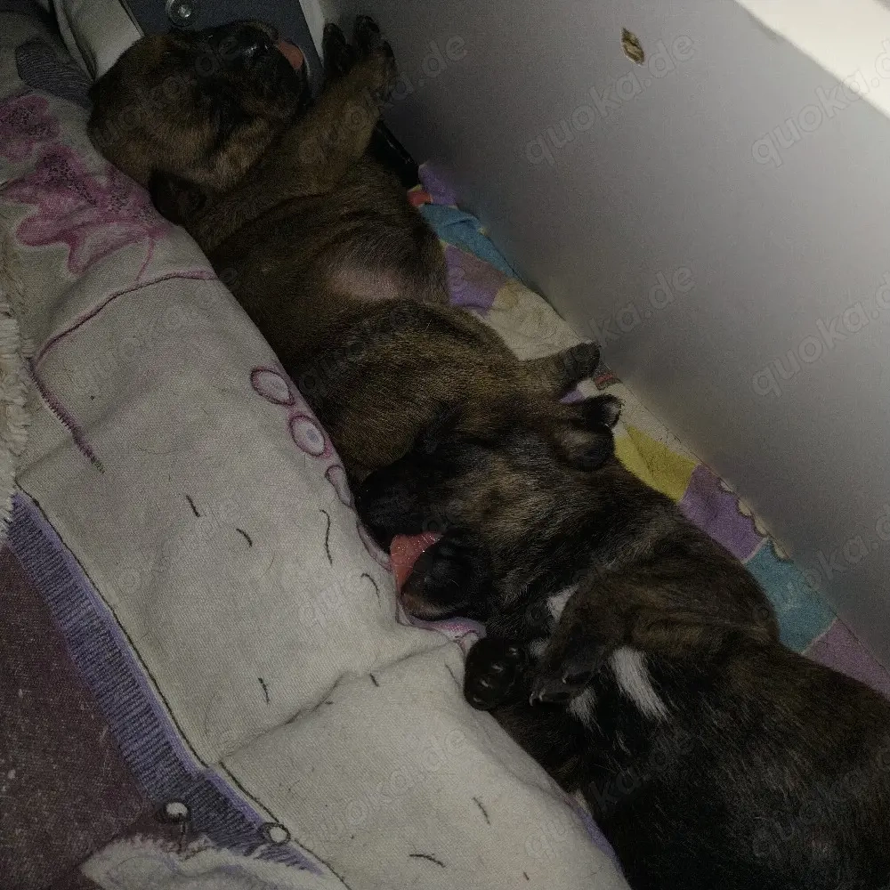 Update es sind etz noch 3 Mädchen und ein Rüde zu Verfügung 