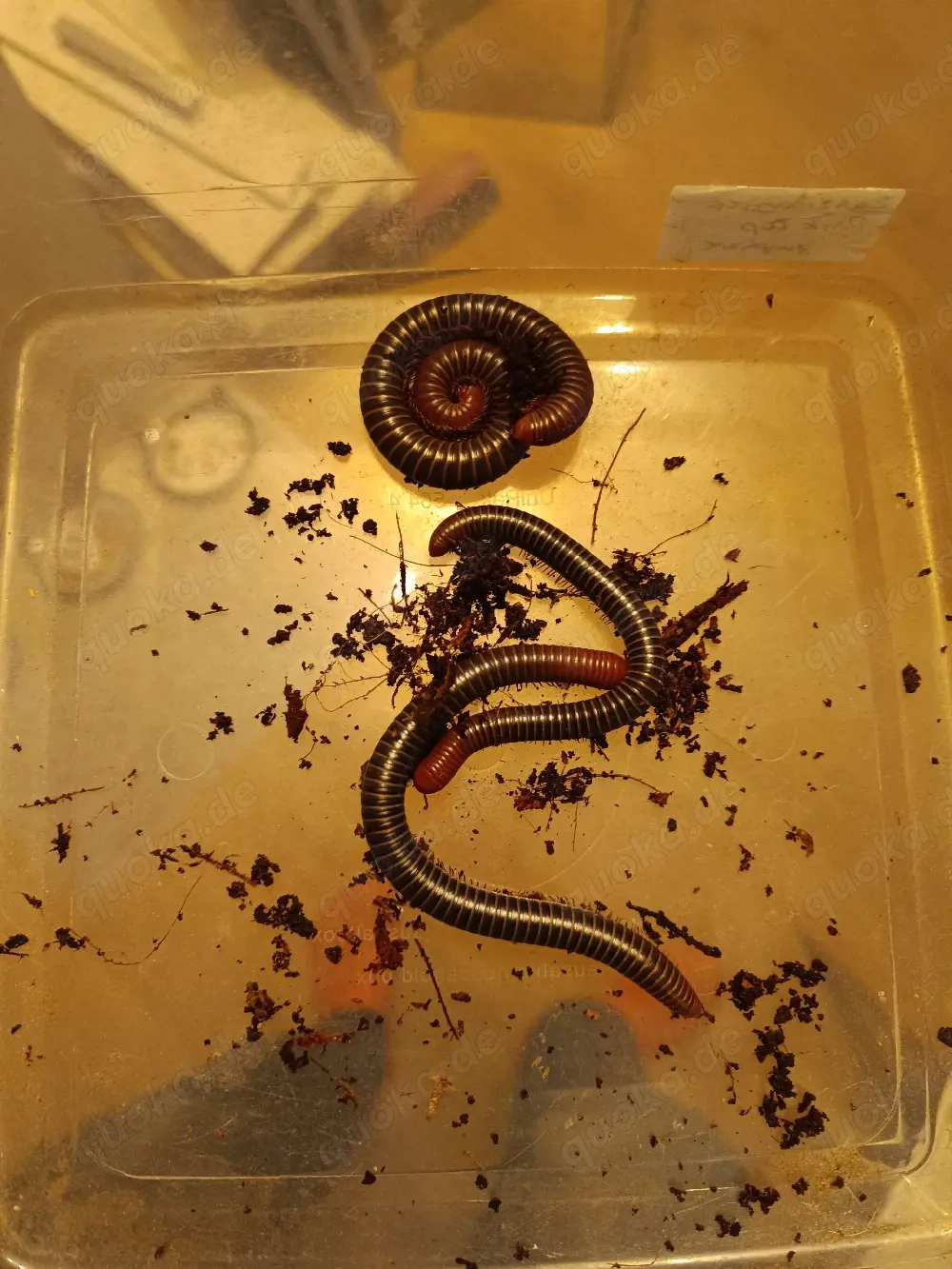 6 Spirostreptus servatius Tausendfüßler 