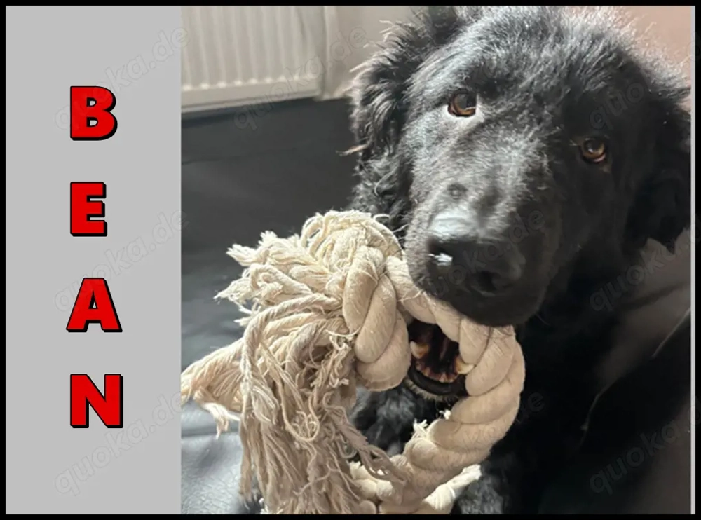 lieber schüchterner Hütenhund Mischling Bean sucht seine Herzensmenschen und ein Zuhause