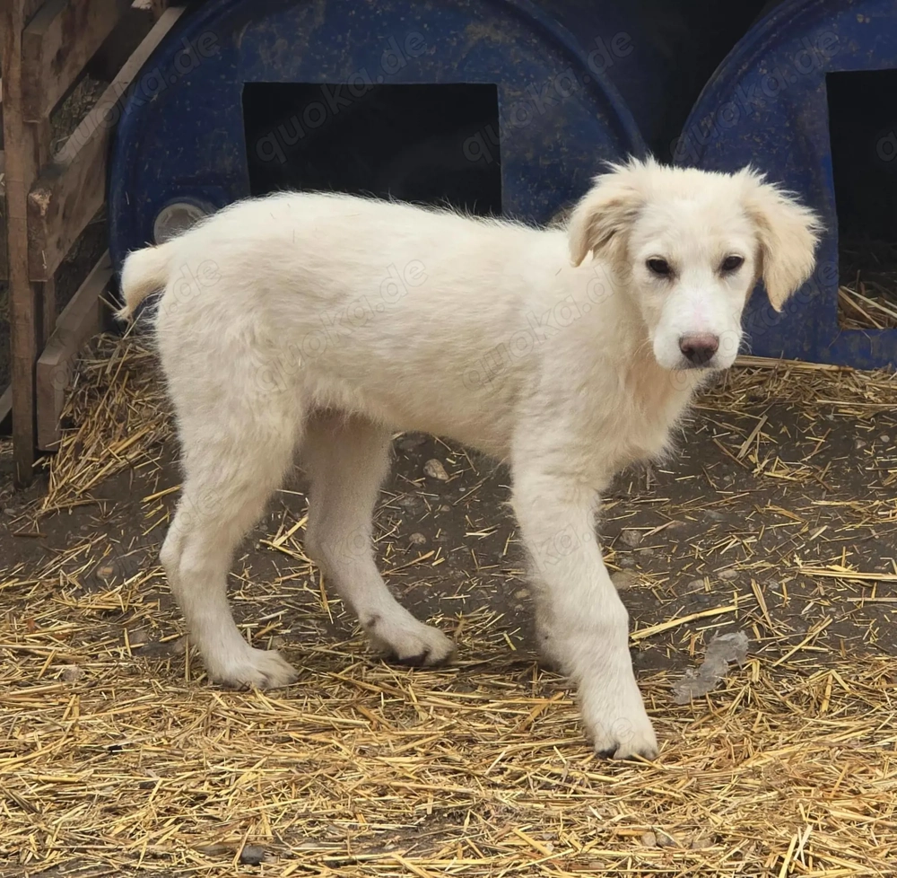 Beto, sensibler Welpe sucht neues Zuhause