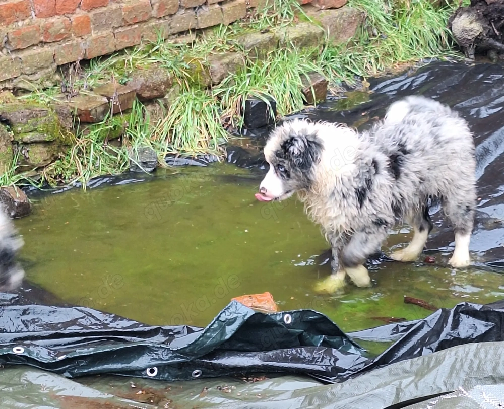 Australian Shepherd Welpen 