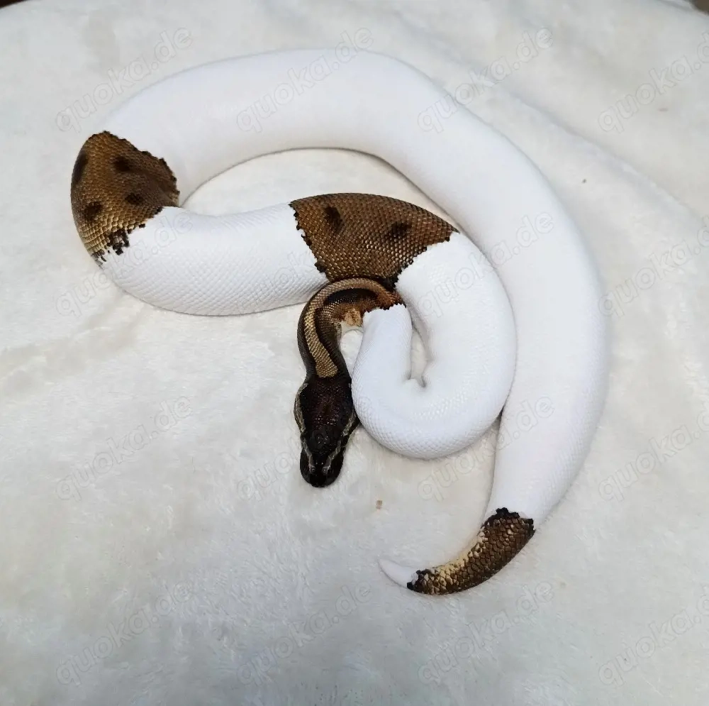 1.0 Mahogany Piebald NZ 24 Königspython 