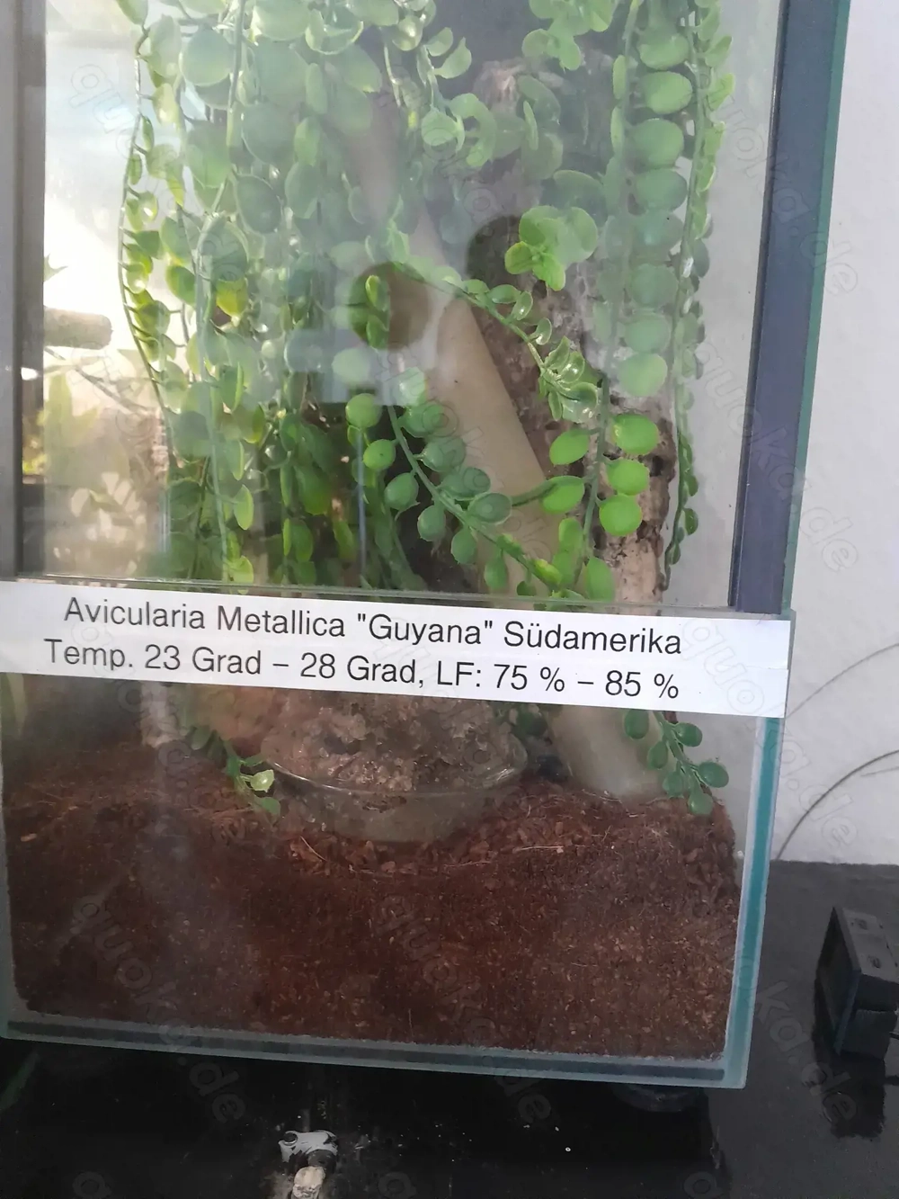 Avicolaria metallica weibchen mit oder ohne terrarium