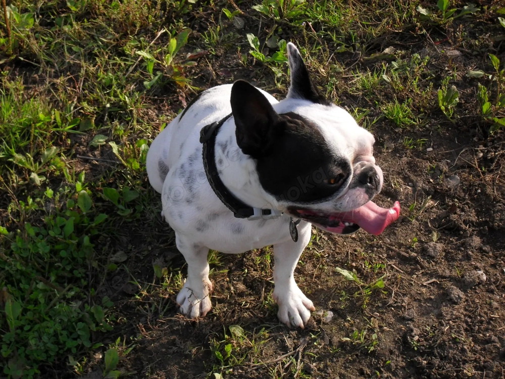 Gassigänger, Betreuung für Ihren Hund gesucht? 