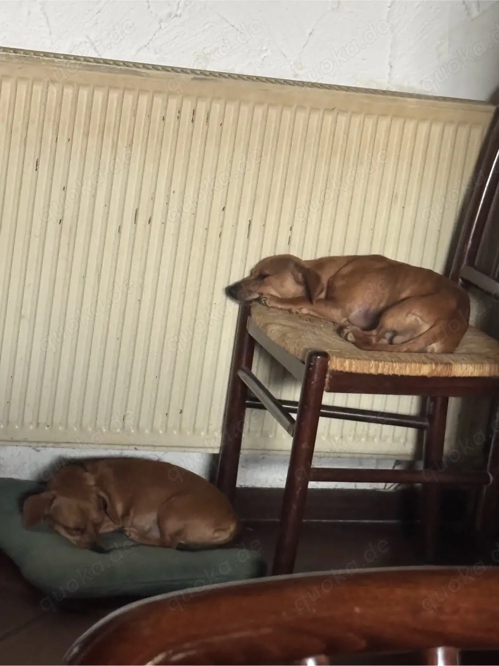 hunde zum verkaufen 