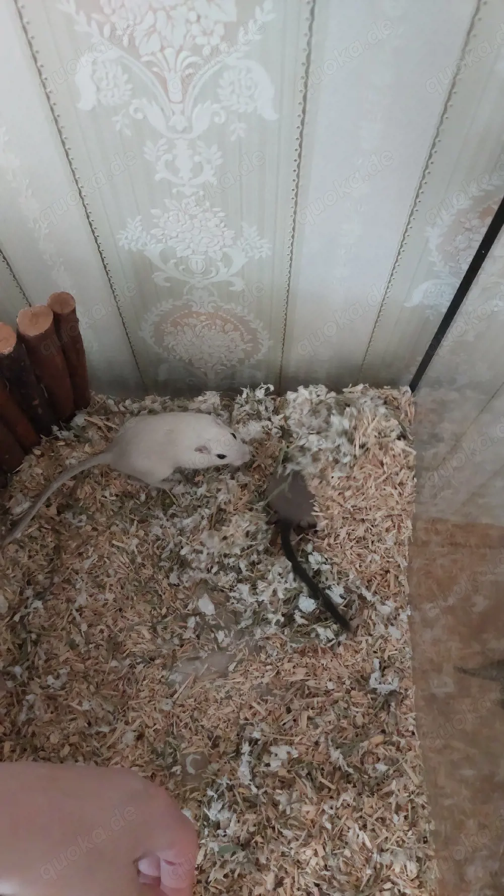 zwei Rennmaus Mädels 