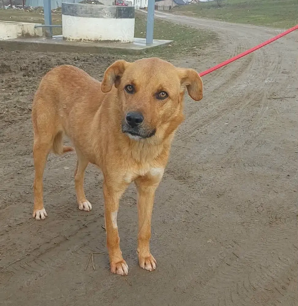 Leo - sind meine Menschen irgendwo da draußen??