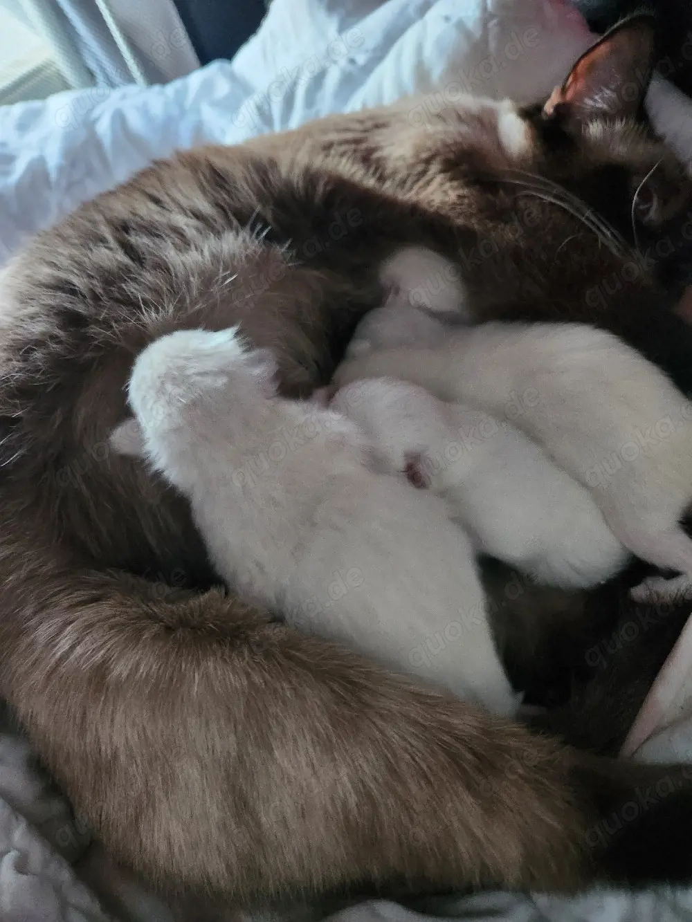 Unsere Siam Babys sind da     