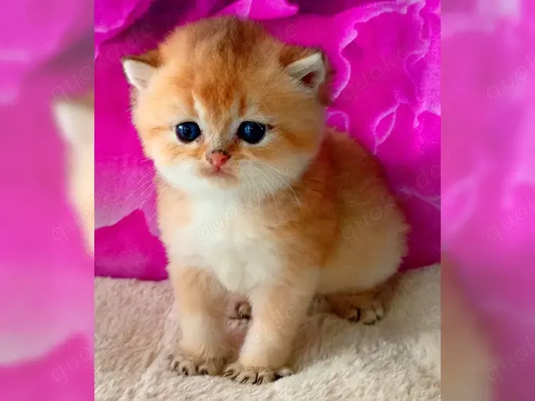 BKH Kitten reinrassig