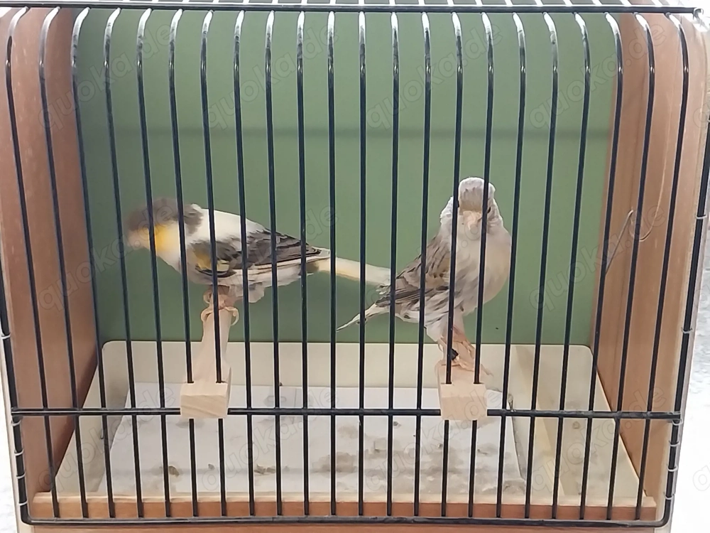 Kanarienvögel Achat
