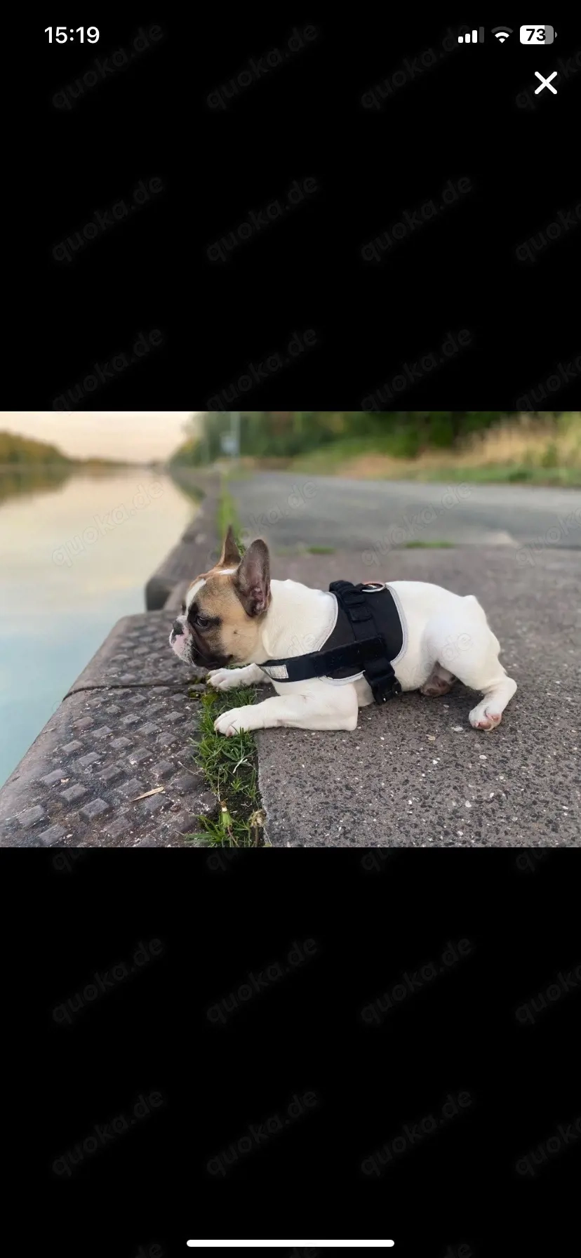 Deckrüde Französische Bulldogge