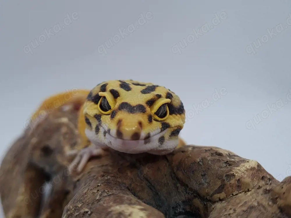 1.0 Leopardgecko