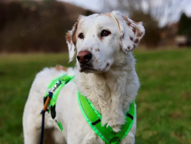 Frisko sucht sein Zuhause