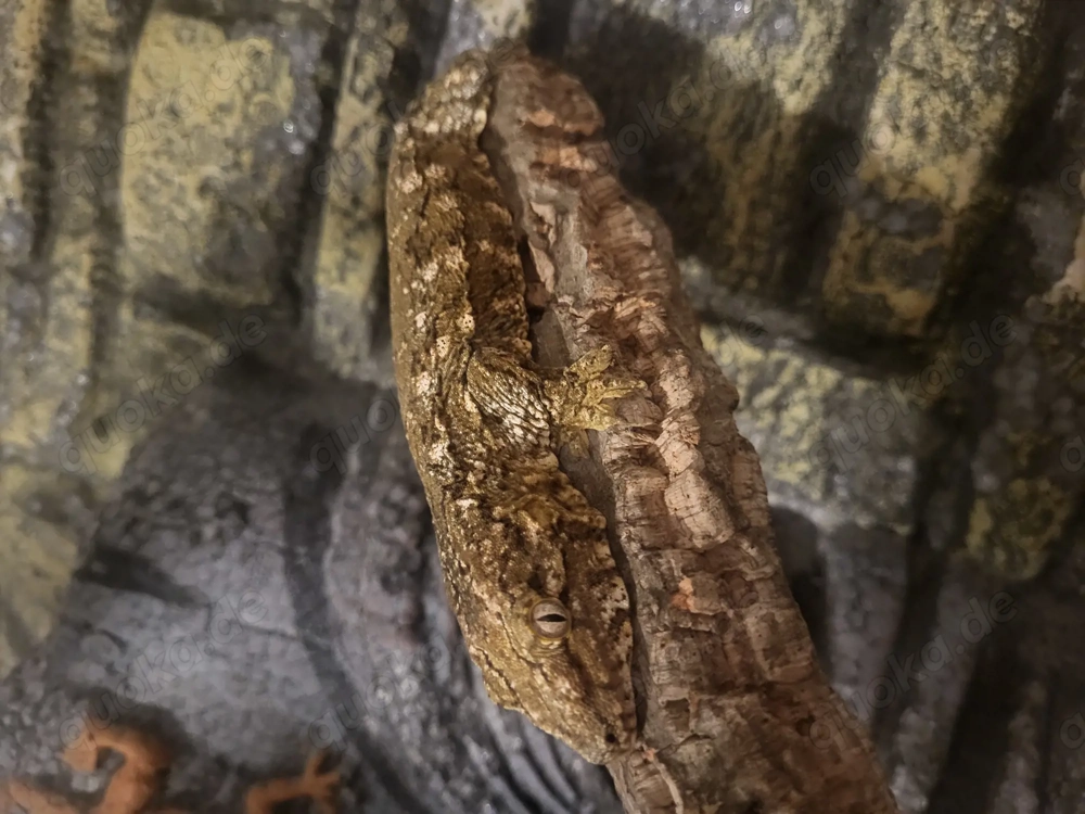 Rhacodactylus leachianus Moro 0.0.2 Neukaledonischer Riesengeckos 