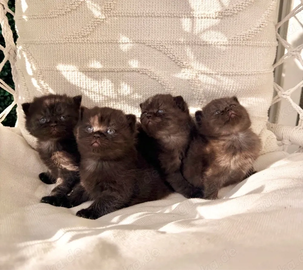 BKH Chocolate Kitten reserviert!