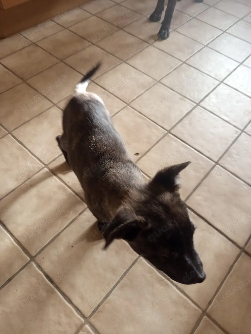 holländischer schäferhund Mix