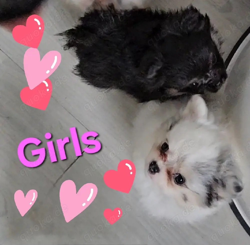 Süße welpen mit außergewöhnlicher  Fellprägung Weibchen... und blauen Auge