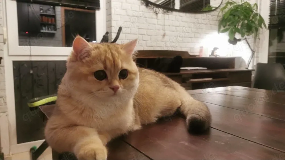 erfahrener BKH Deckkater golden