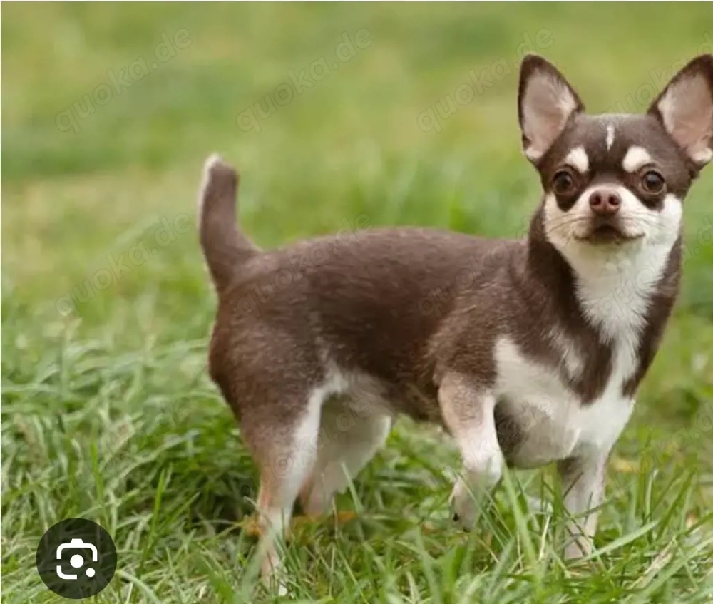 Chihuawa kaufen gesucht 