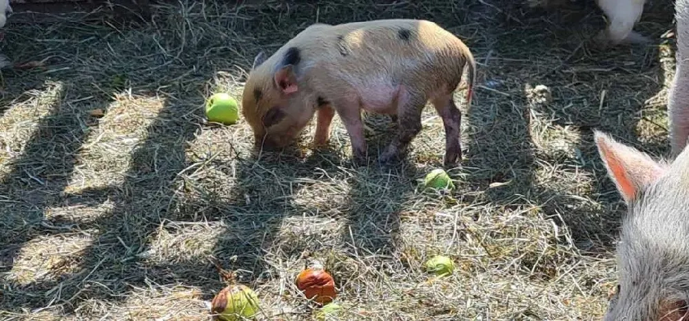 Minipig Ferkel Tea Cup Minischweine 