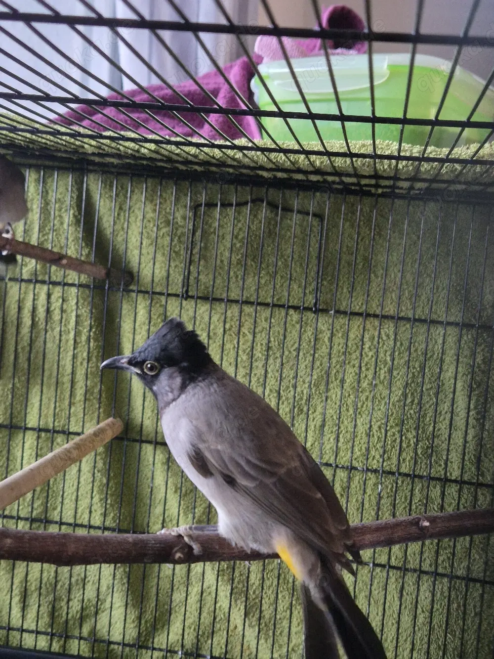 Bülbül Weibchen abzugeben, Bulbul 