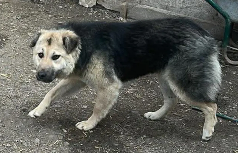 Marla, hübsche Junghündin sucht ihr Zuhause 