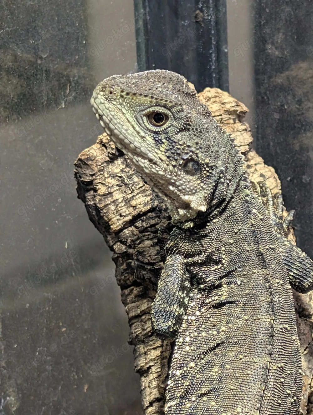 Australische Wasseragame Intellagama lesueurii reserviert