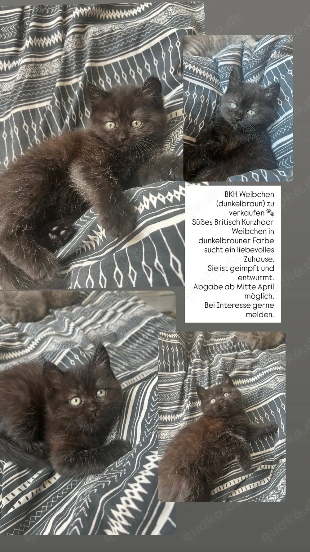 2 Kitten bkh blh weibchen