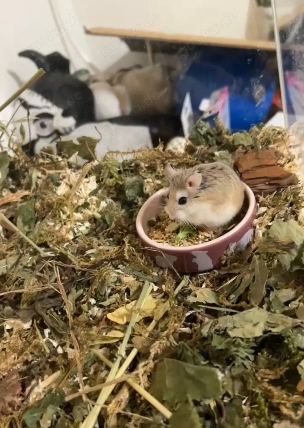    Roborowski-Zwerghamsterin sucht neues Zuhause   