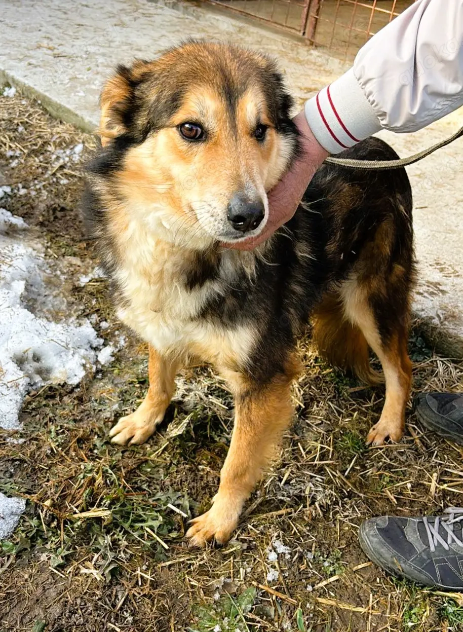 Nelu   sucht seine Herzmenschen für immer