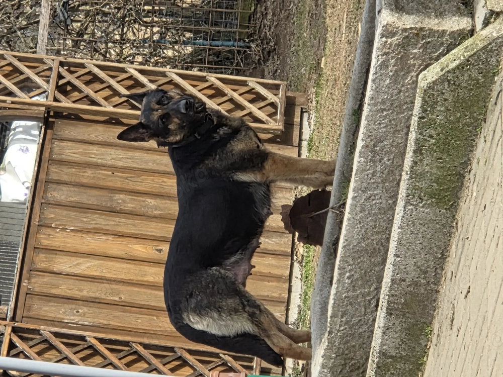 Schäferhund mix welpen  Abgabe bereit 