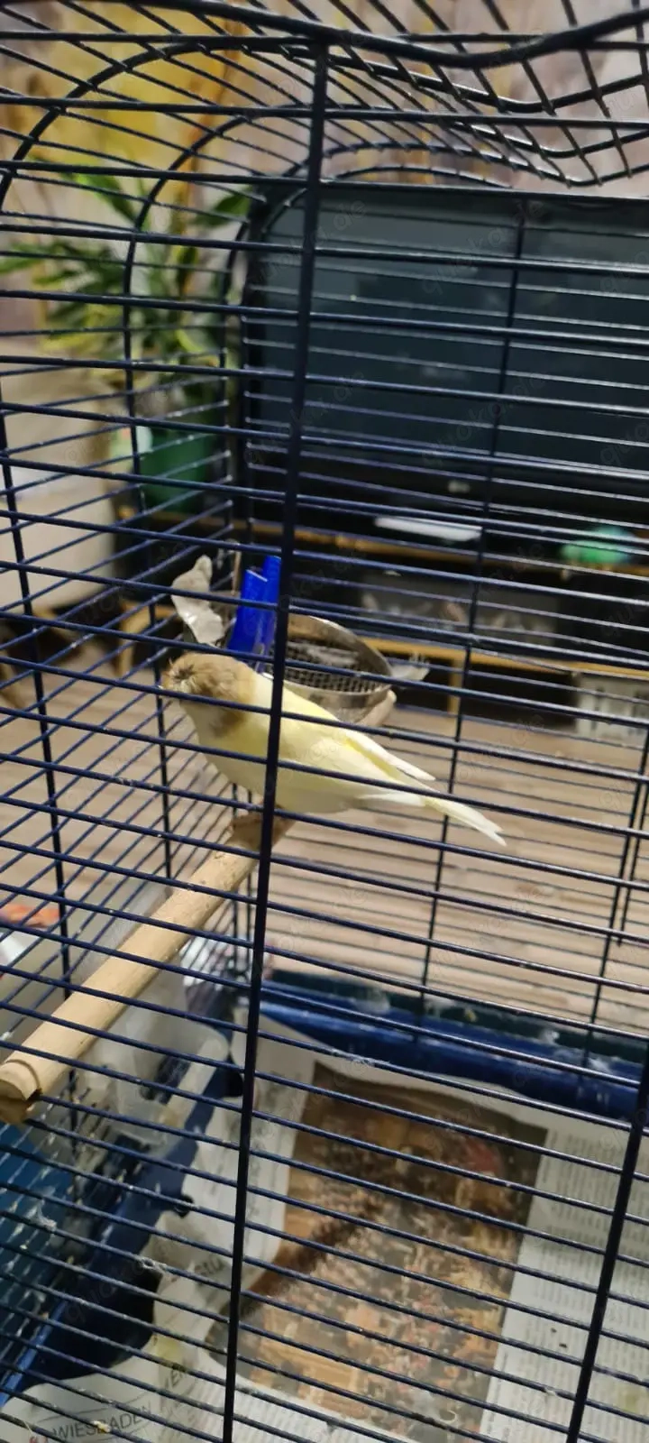 Kanarienvogel Paar günstig abzugeben - 45 "