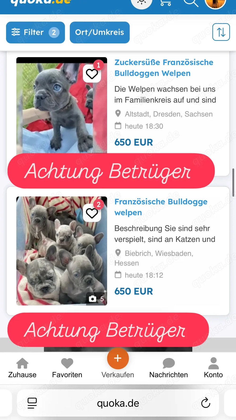 Französische Bulldogge Betrüger Achtung 