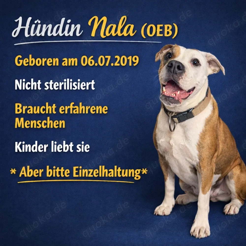 Zuhause für Bulldogge Nala gesucht   erfahrene Hände mit viel Zeit