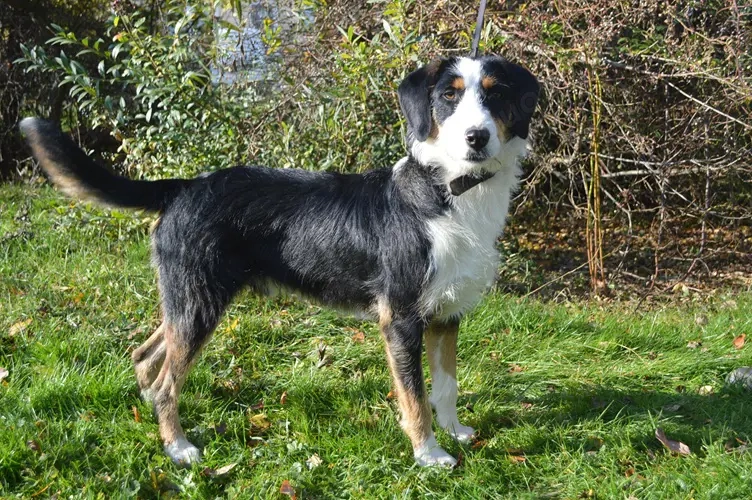 BEN, Schnauzer Appenzeller Entlebucher Mischling kastriert (SGB 590,00  ) 
