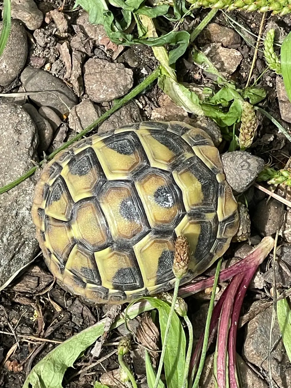 griechische Landschildkröten