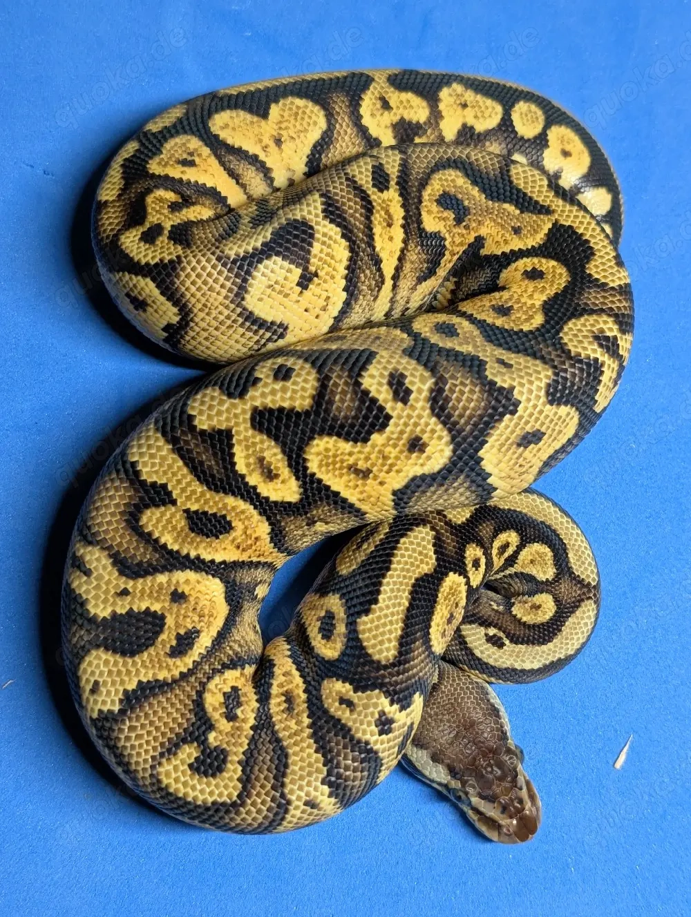 1.1 Gravel Pastel 
