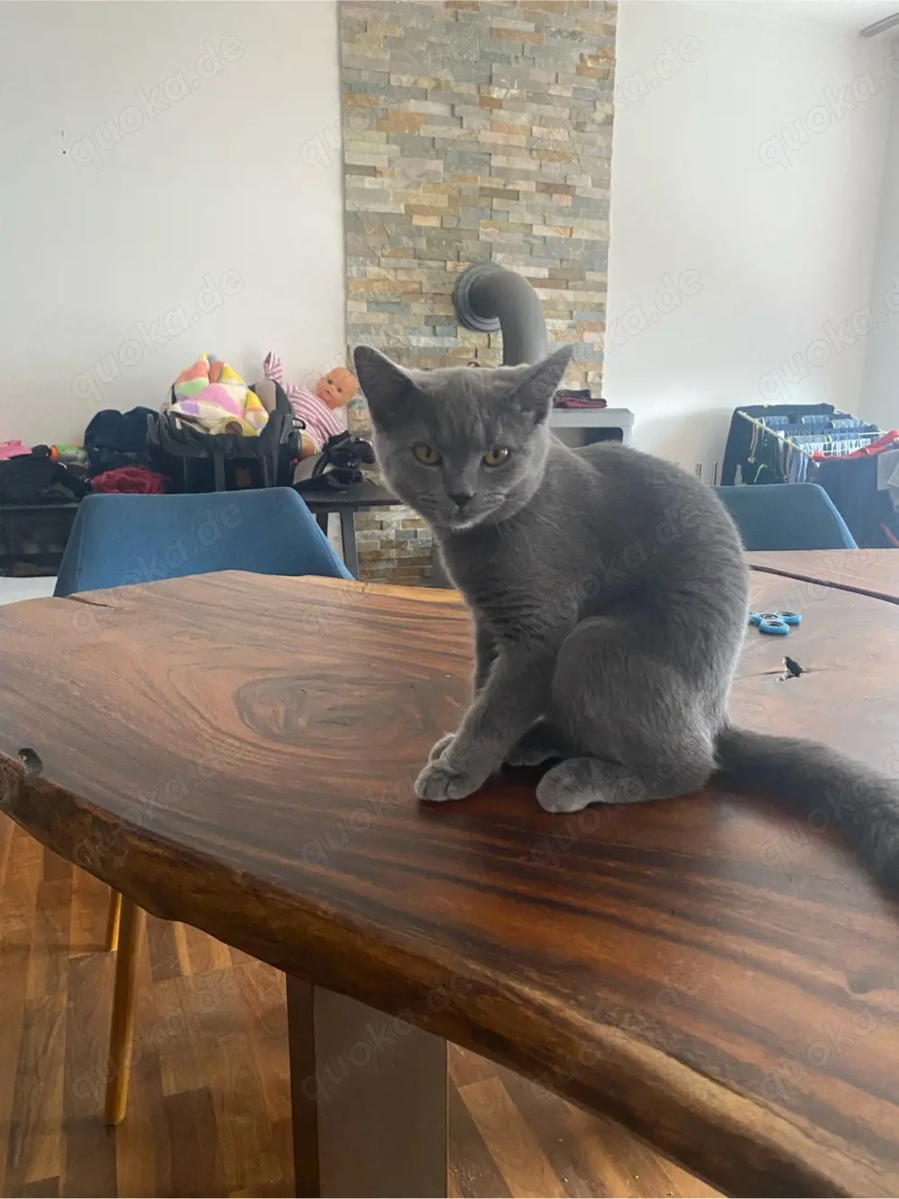 BKH Katze reinrassig 4Monate alt